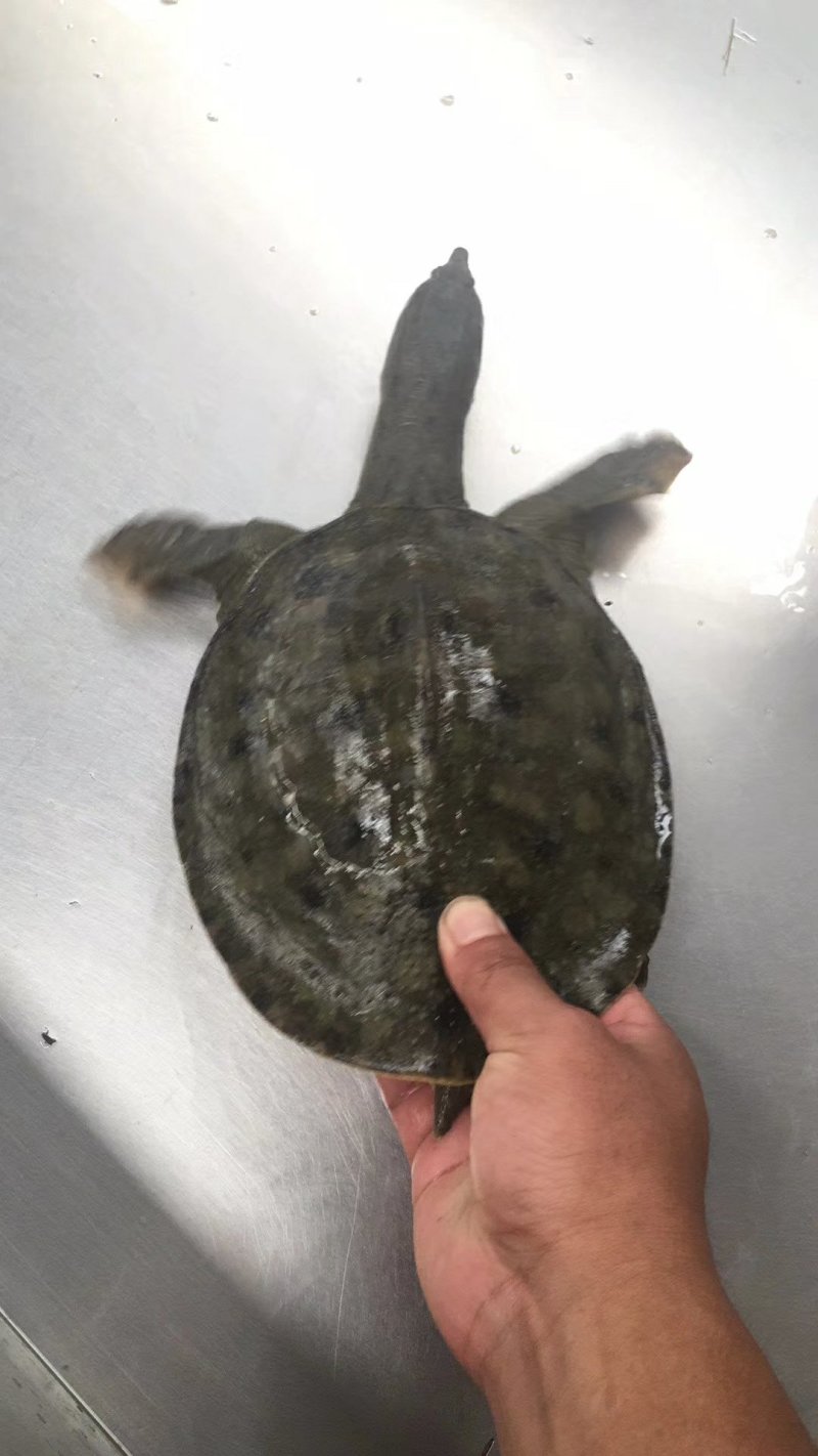 甲鱼
