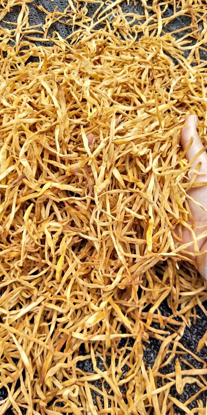 黄花菜，祁东黄条黄花菜，量大从优产地直销