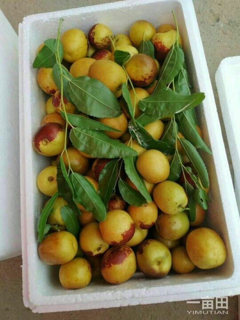 大棚冬枣