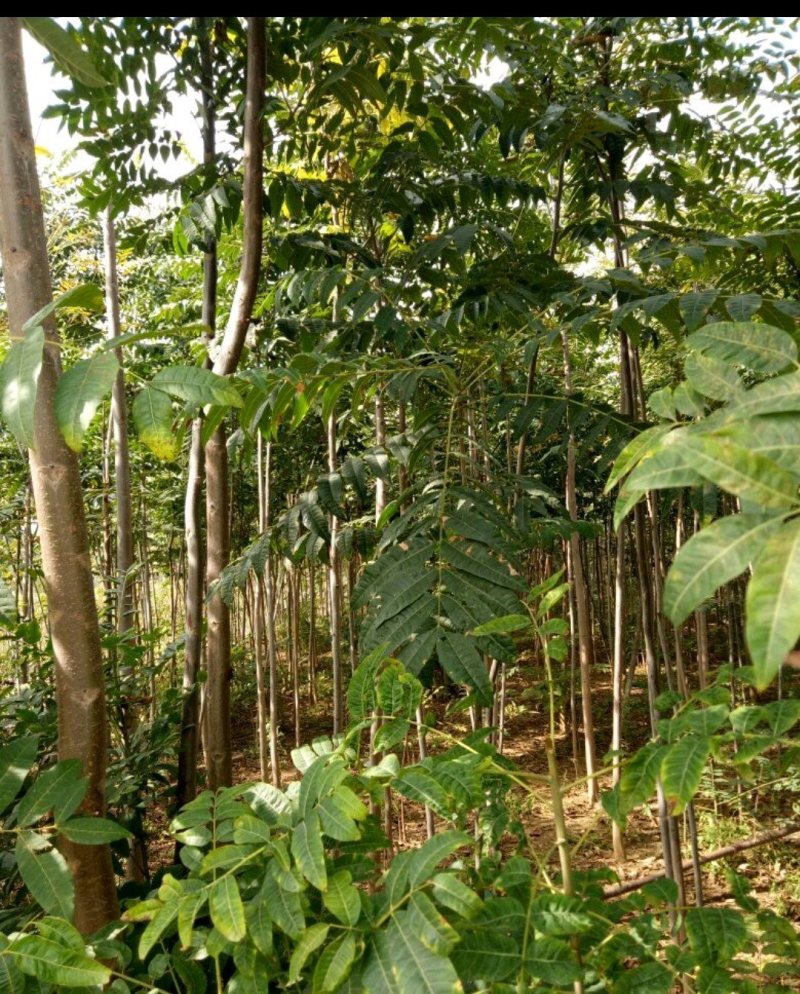 阜阳太和贡椿