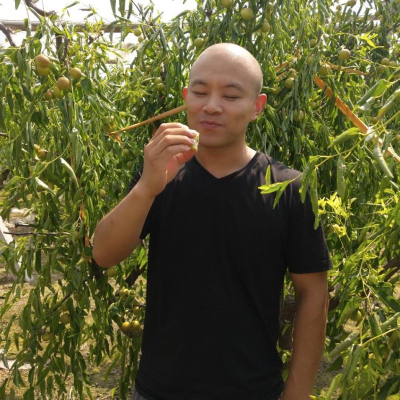 大量供应大棚冬枣