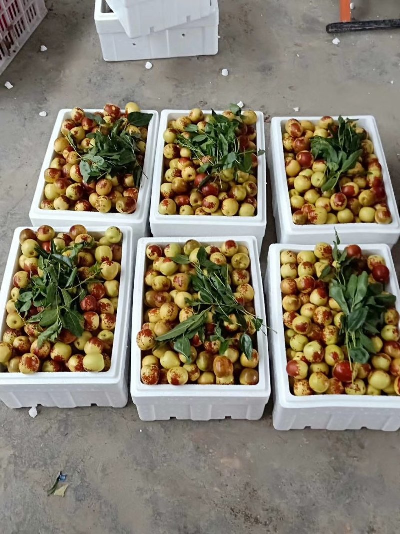 大量供应大棚冬枣