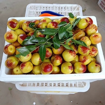 大量供应大棚冬枣