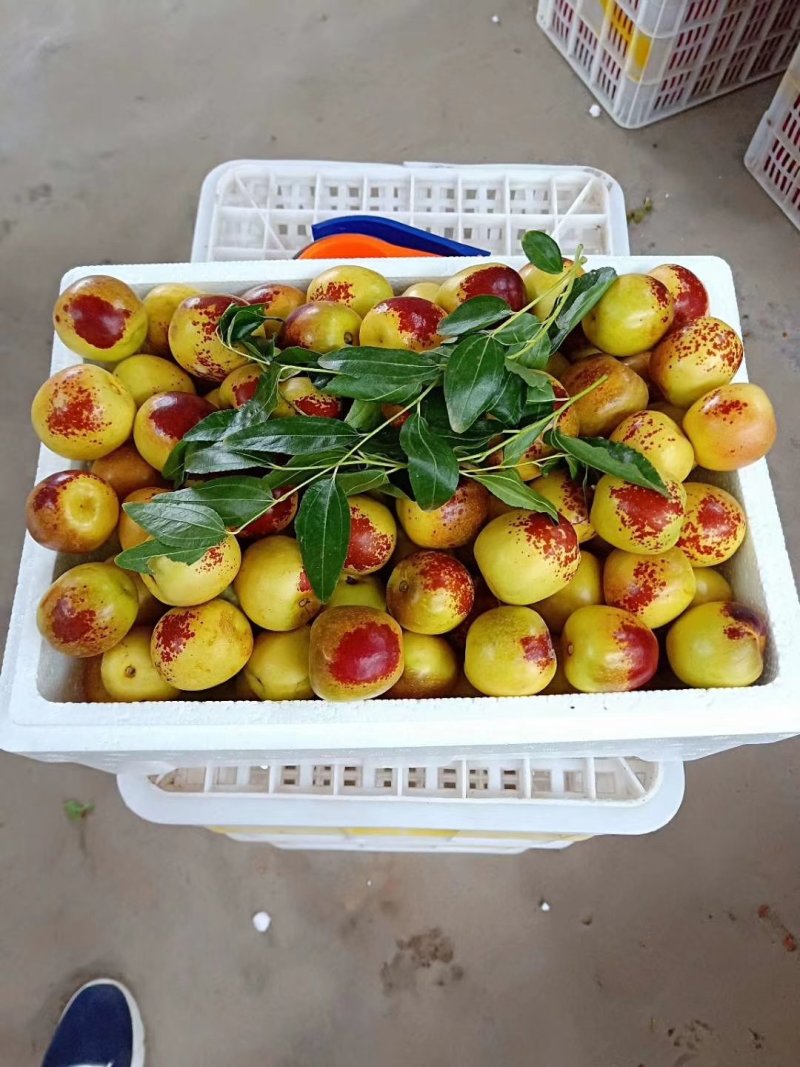 大量供应大棚冬枣