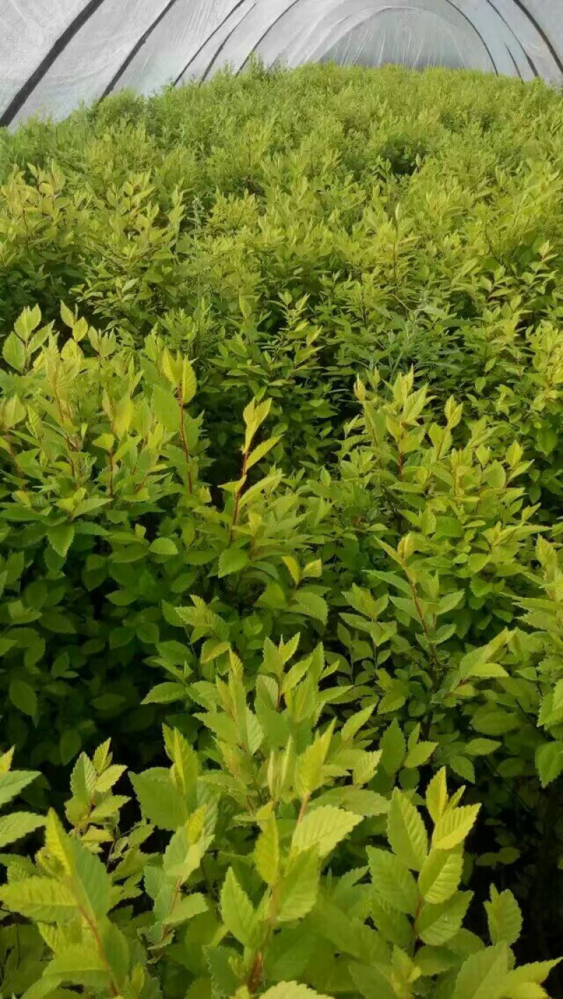 金叶榆树苗，嫁接苗，实生苗