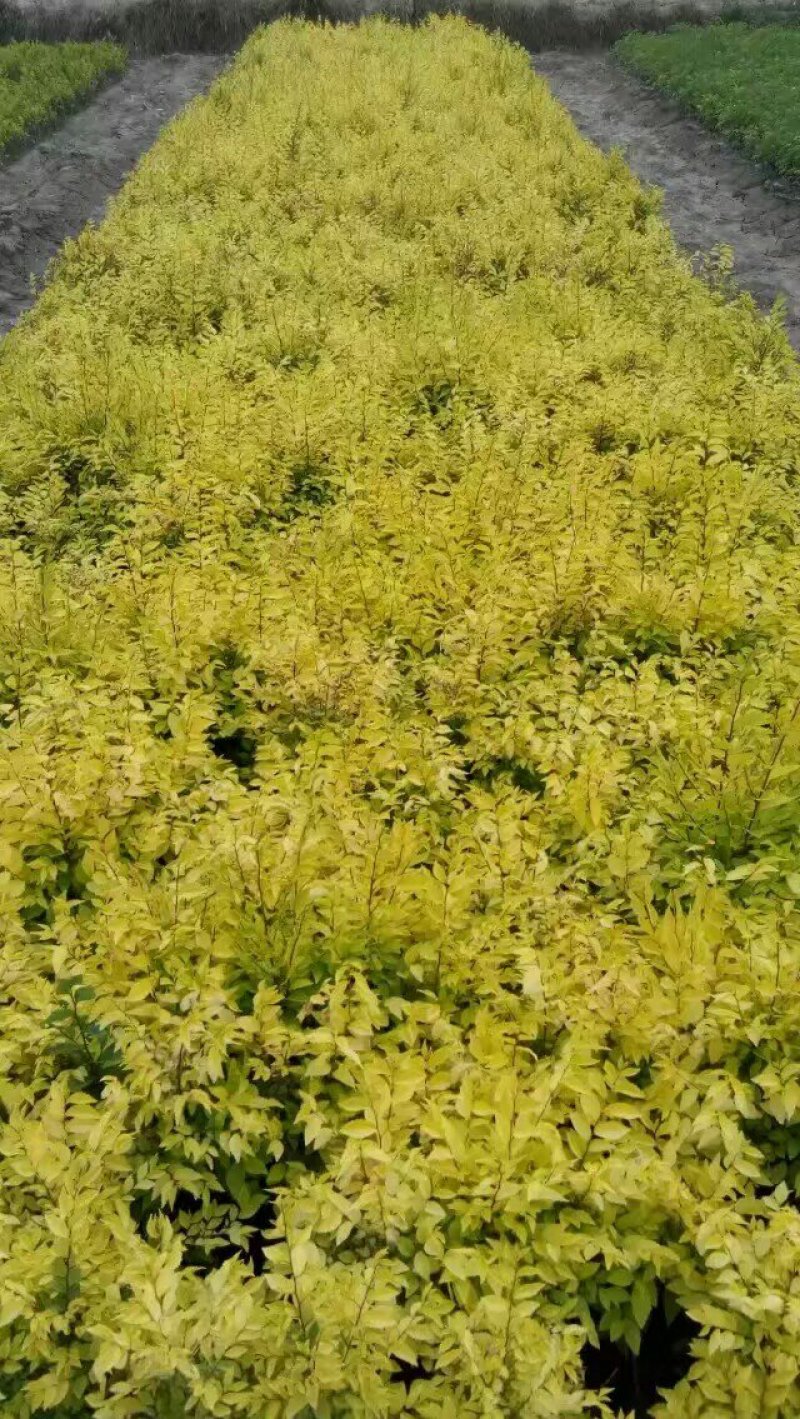 金叶榆树苗，嫁接苗，实生苗