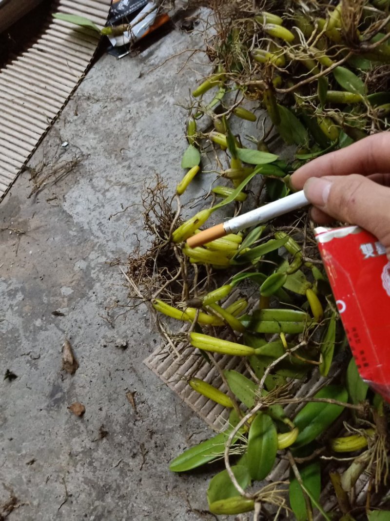 石橄榄