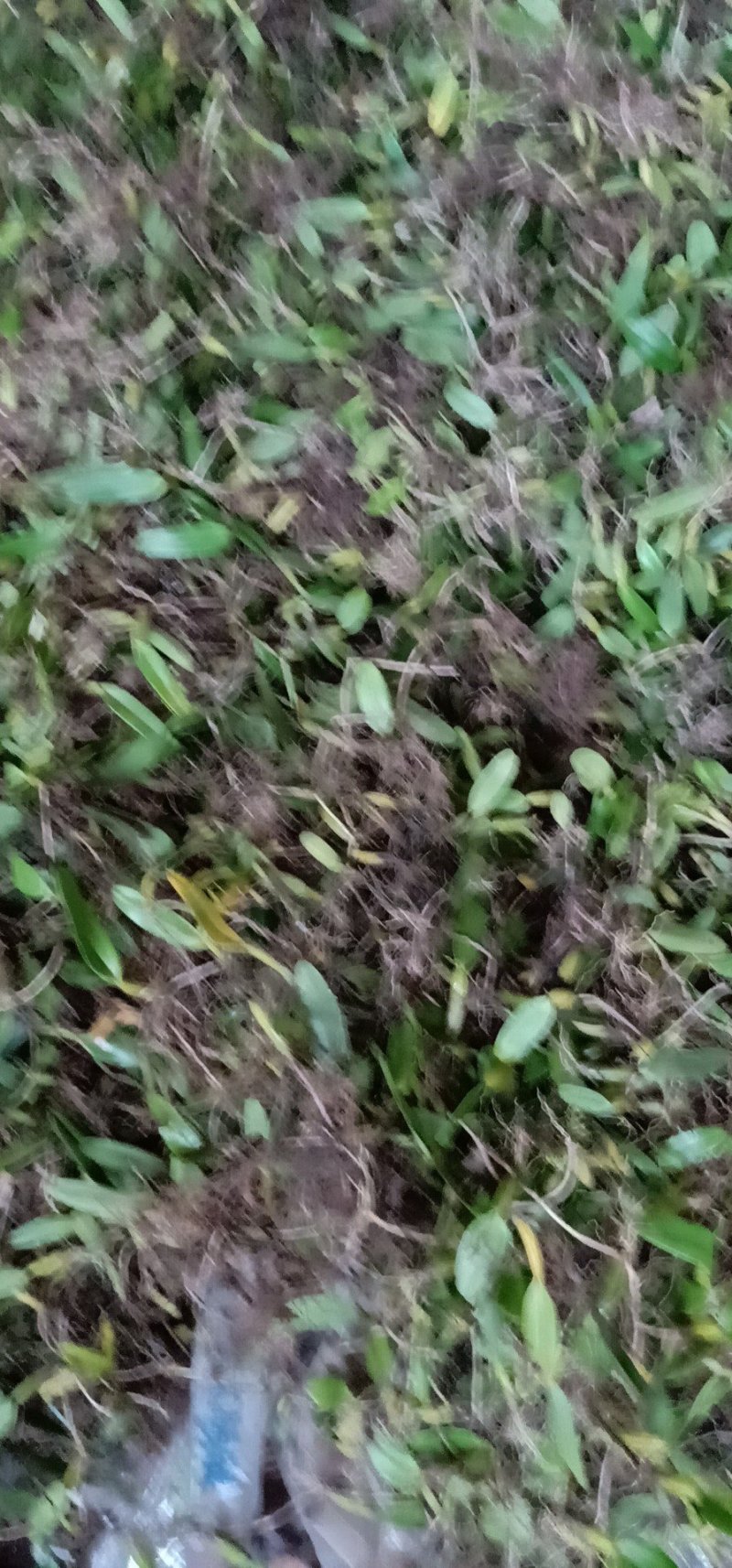 石橄榄