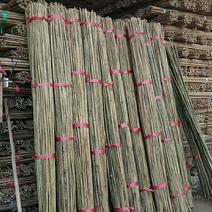 茶杆竹称钢竹可用装饰农用十年不坏