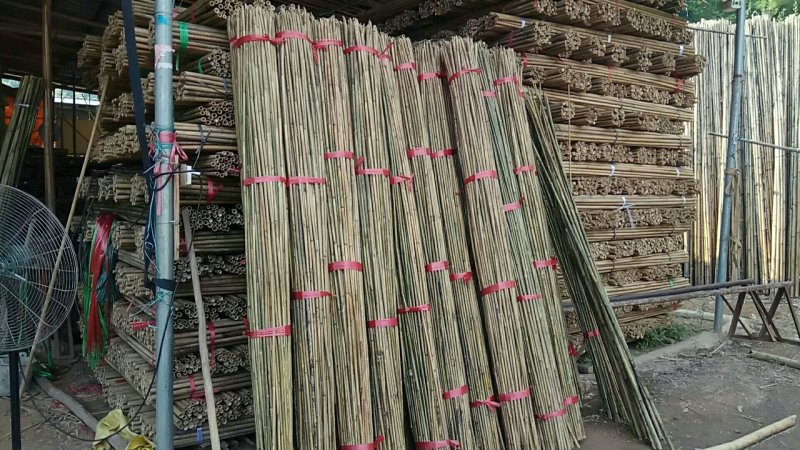 茶杆竹称钢竹可用装饰农用十年不坏