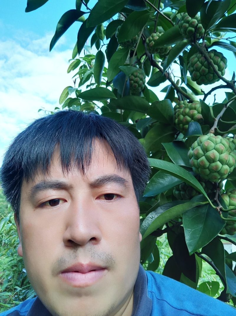 布富娜(黑老虎)