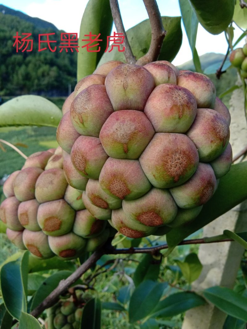 布富娜(黑老虎)