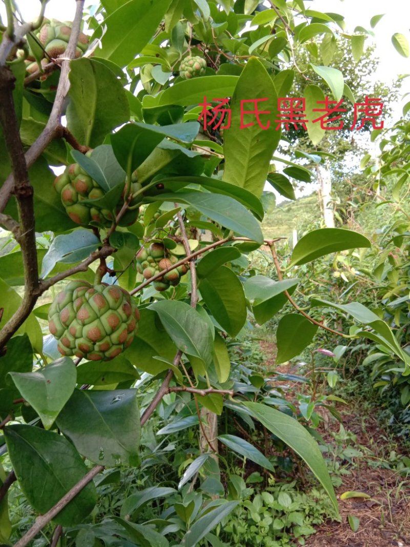 布富娜(黑老虎)