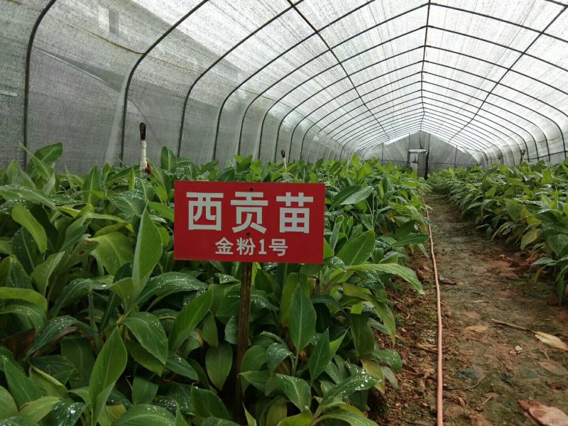 广粉粉蕉苗金粉一号粉蕉苗西贡蕉苗