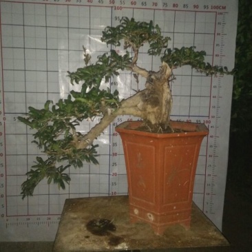 石榴盆景树苗
