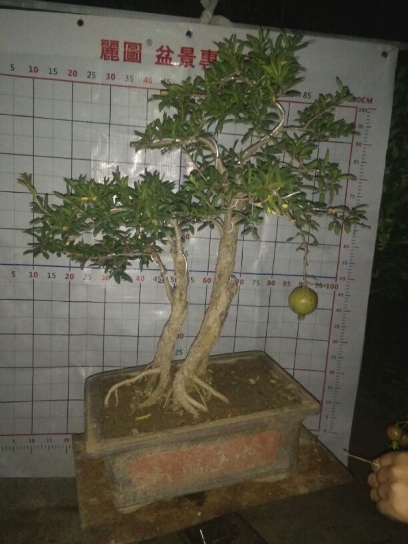 石榴盆景树苗