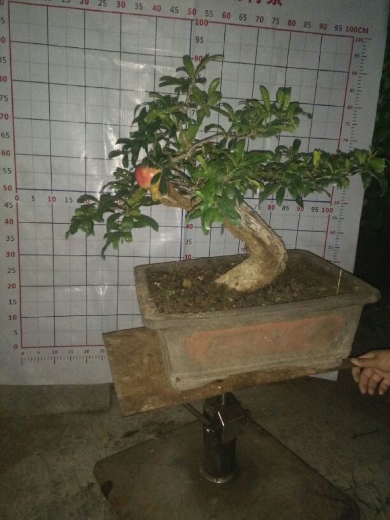 石榴盆景树苗