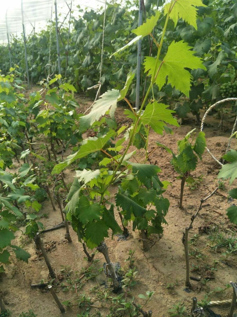 夏黑葡萄苗