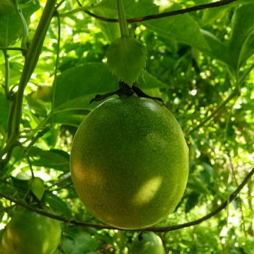百香果，