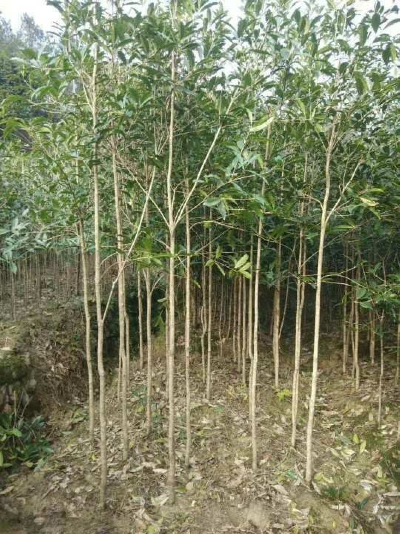 桂花苗低价甩卖了