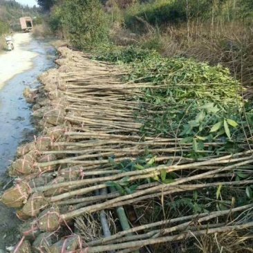 桂花苗低价甩卖了