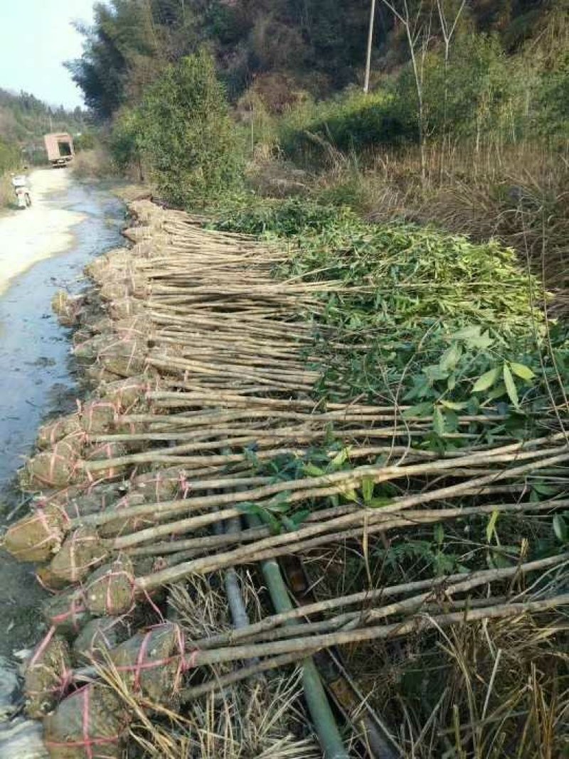 桂花苗低价甩卖了