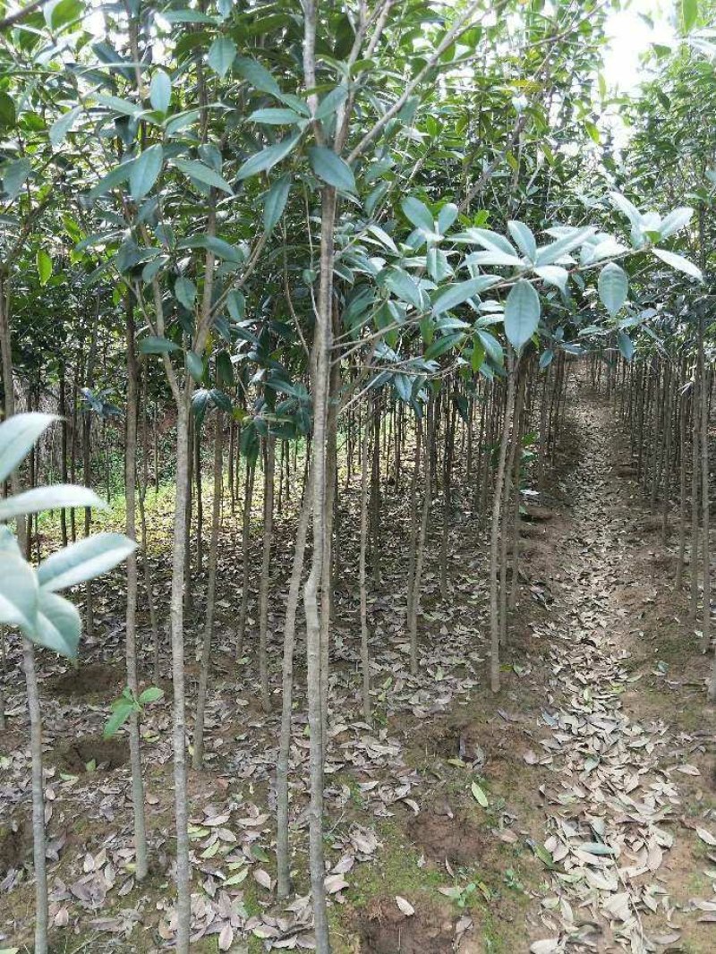桂花苗低价甩卖了