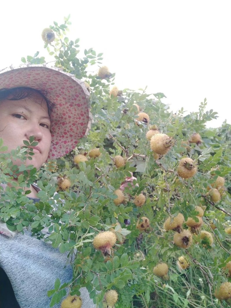 三珍之果——刺林