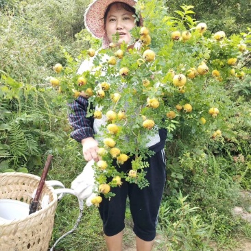 三珍之果——刺林