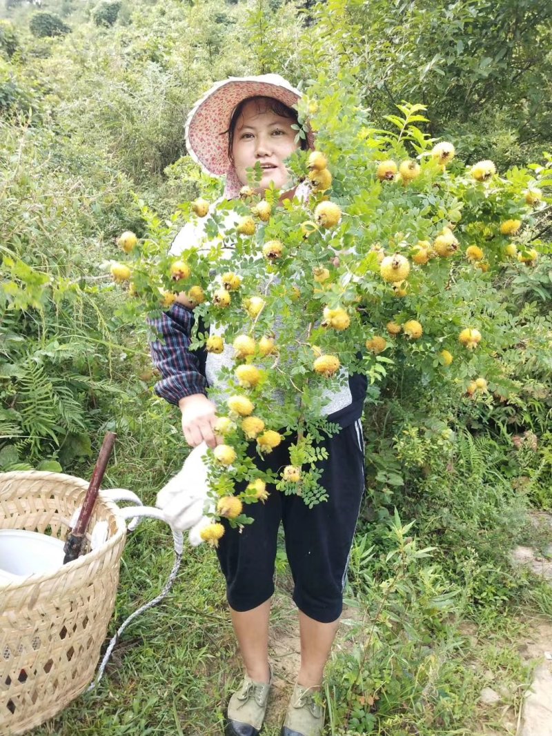 三珍之果——刺林