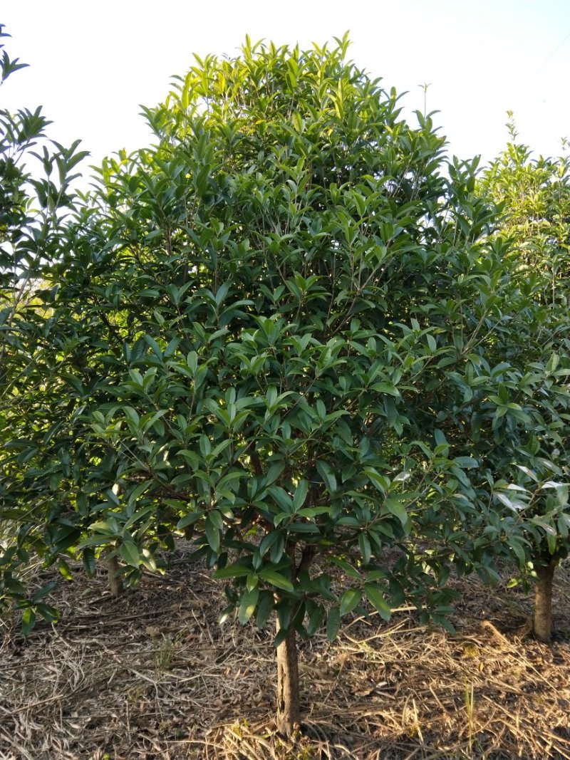 低价出售桂花树