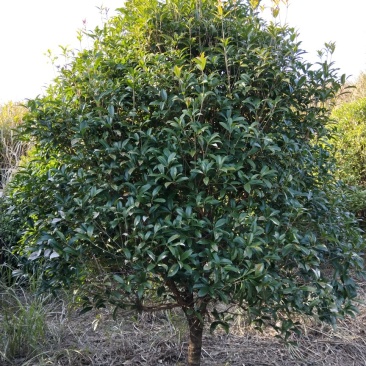 低价出售桂花树