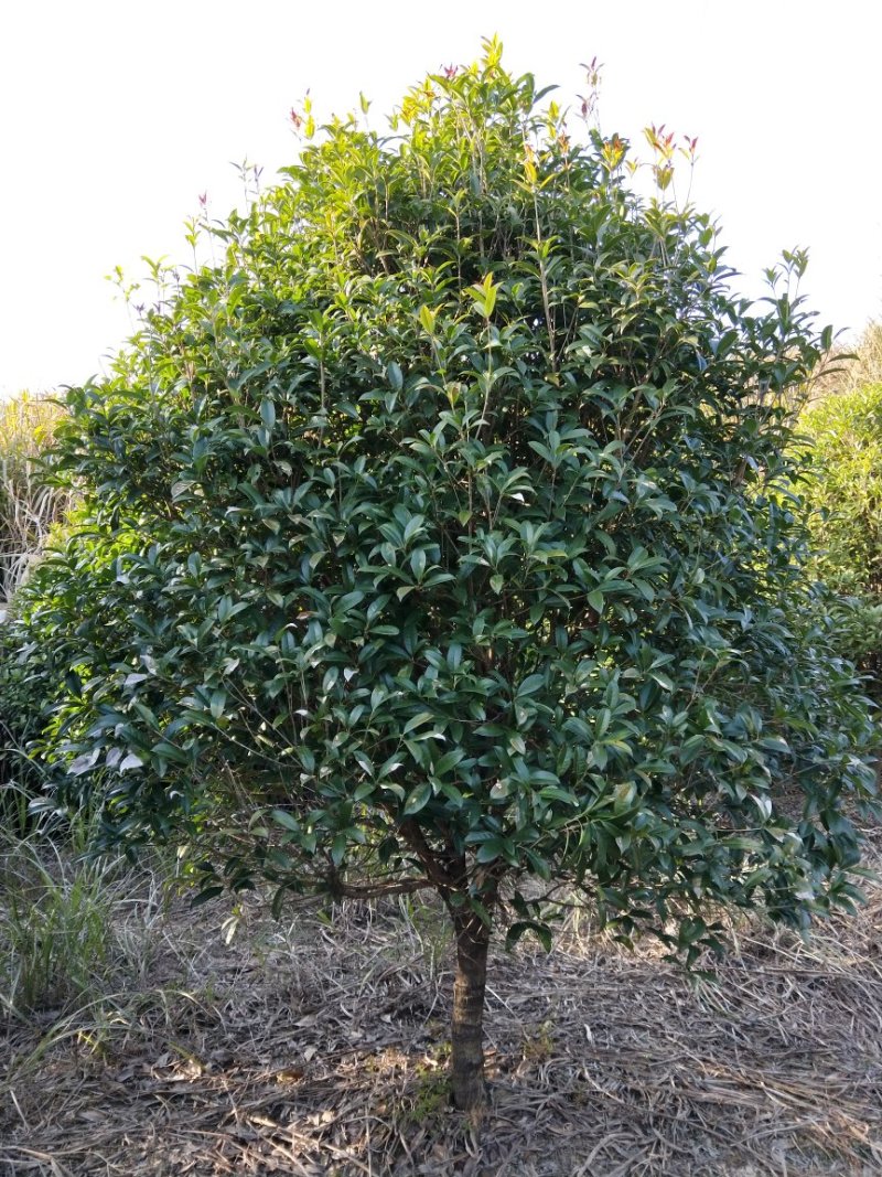 低价出售桂花树