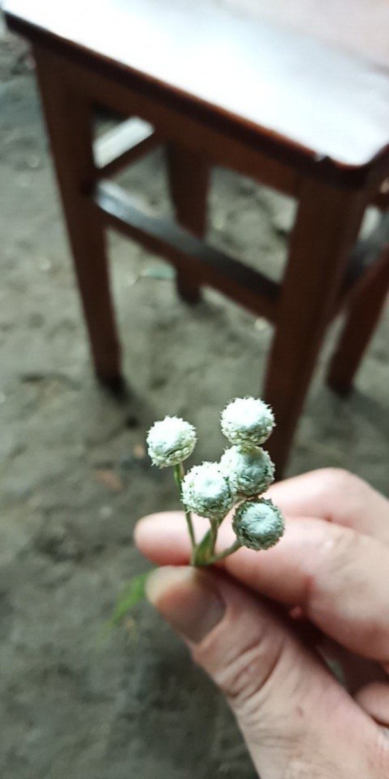 谷精草上市中