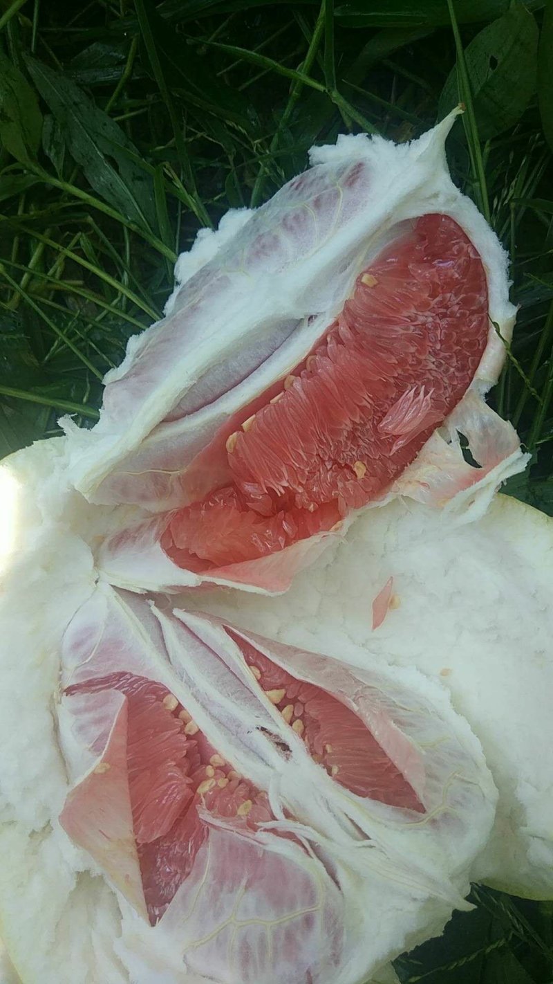 琯溪蜜柚