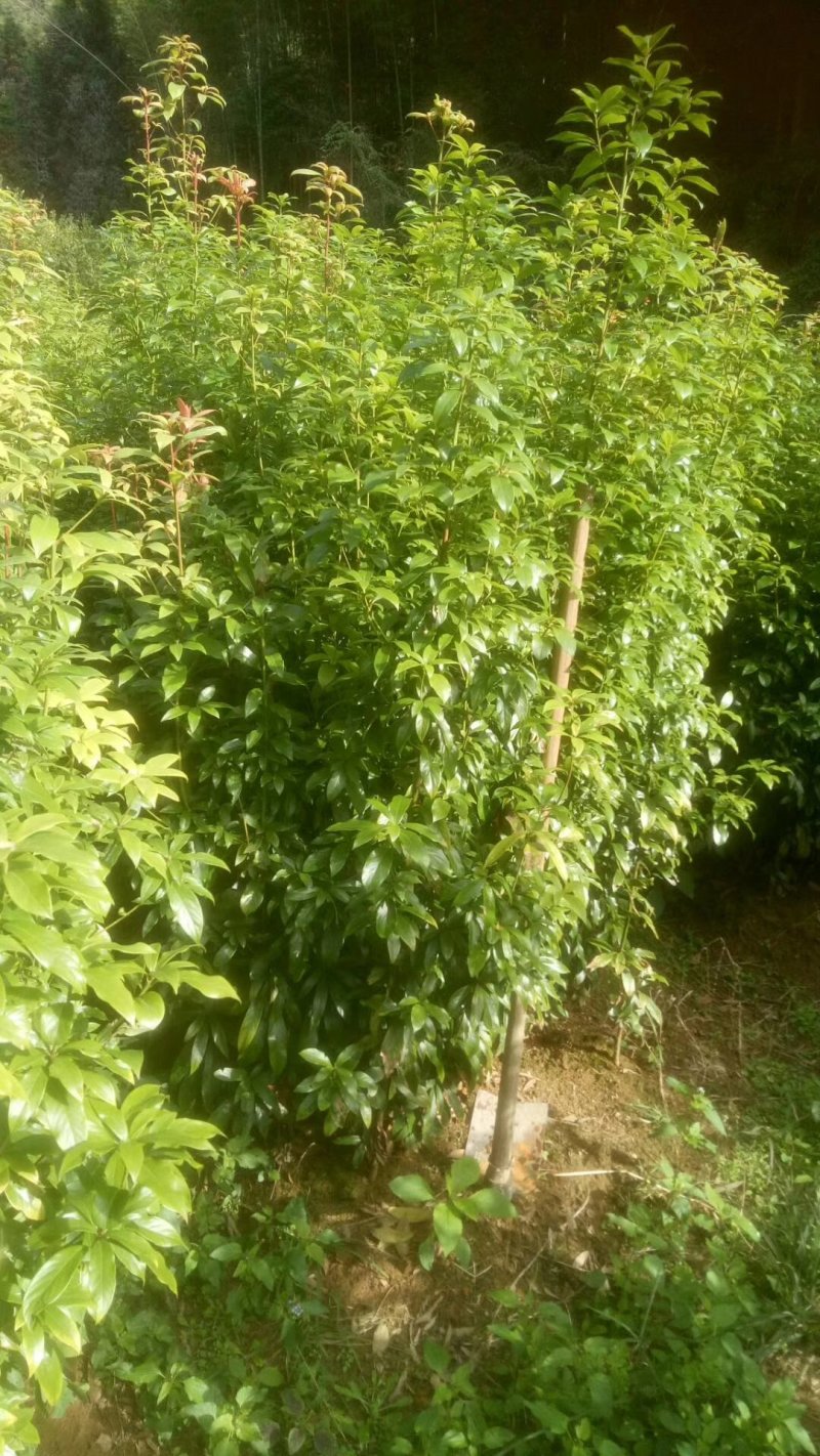 供应各种规格的闽楠杯苗