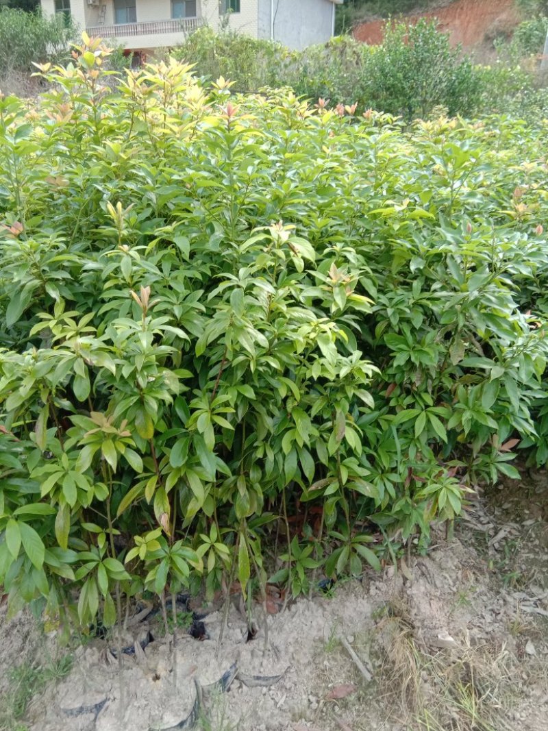 供应各种规格的闽楠杯苗
