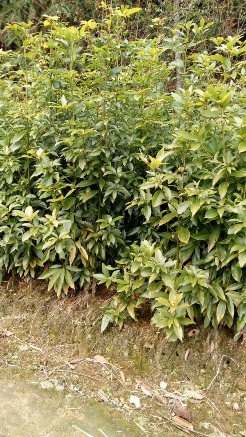 供应各种规格的闽楠杯苗