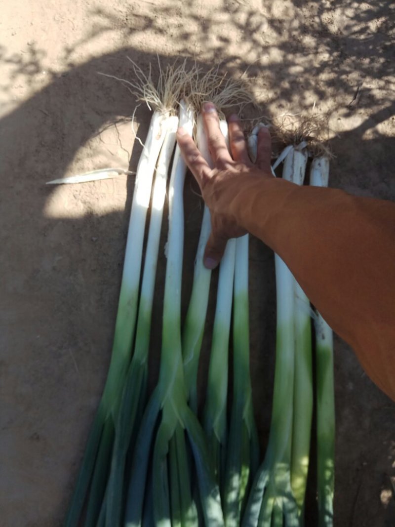 畅达万荣大葱质优价廉