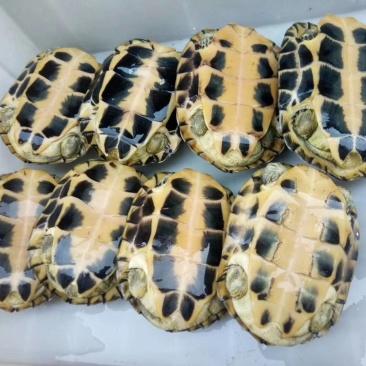 出售8只变异母，白脚白劲，均重1.37斤，打包价低[色]