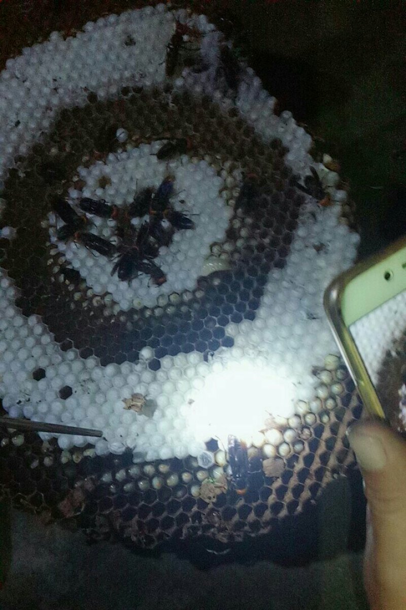 蚂蜂供应处