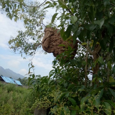 蚂蜂供应处