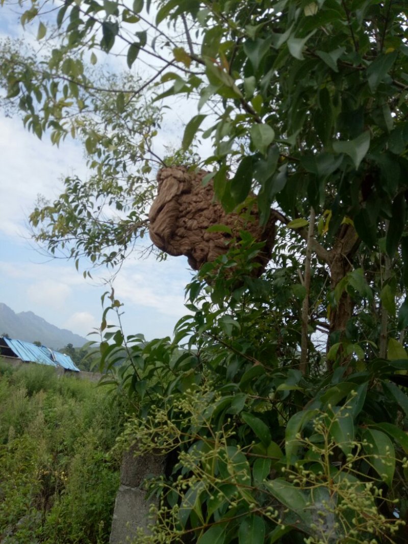 蚂蜂供应处