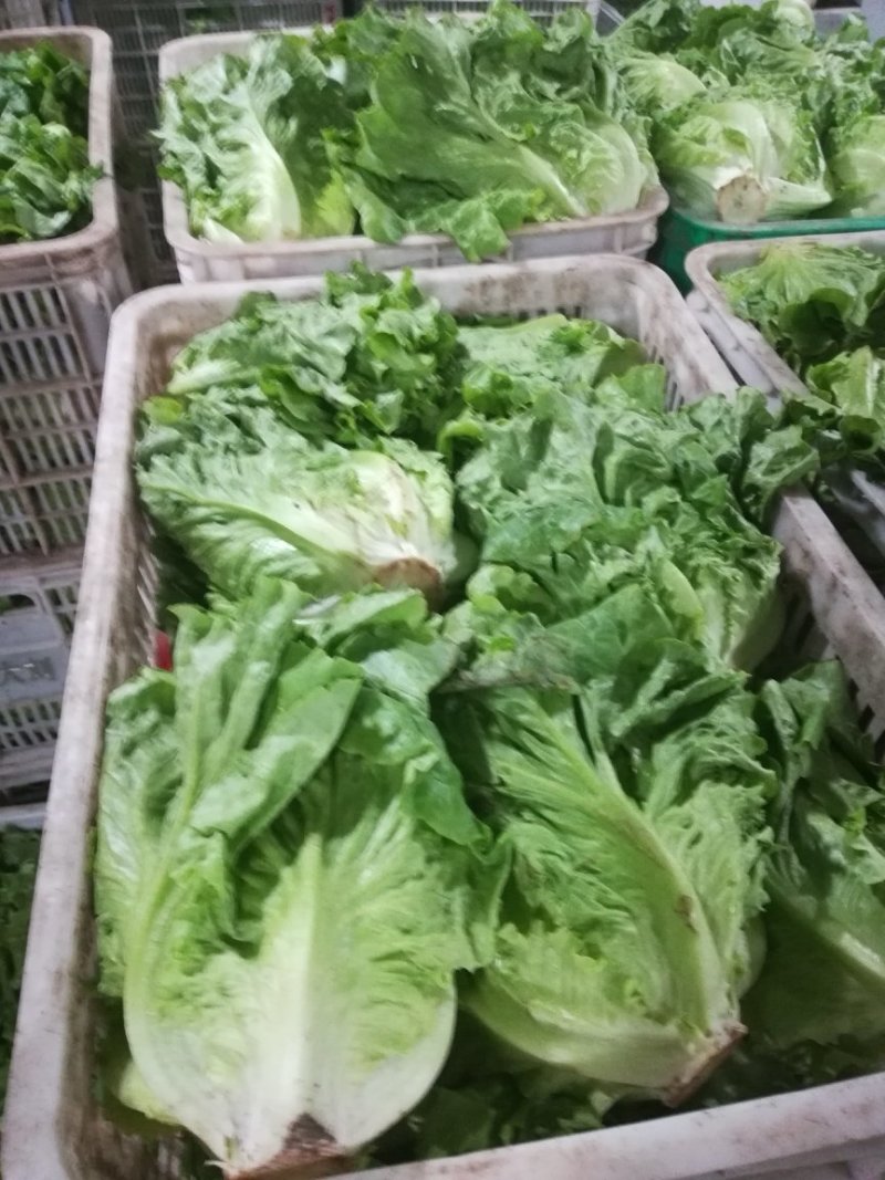 加工厂货源