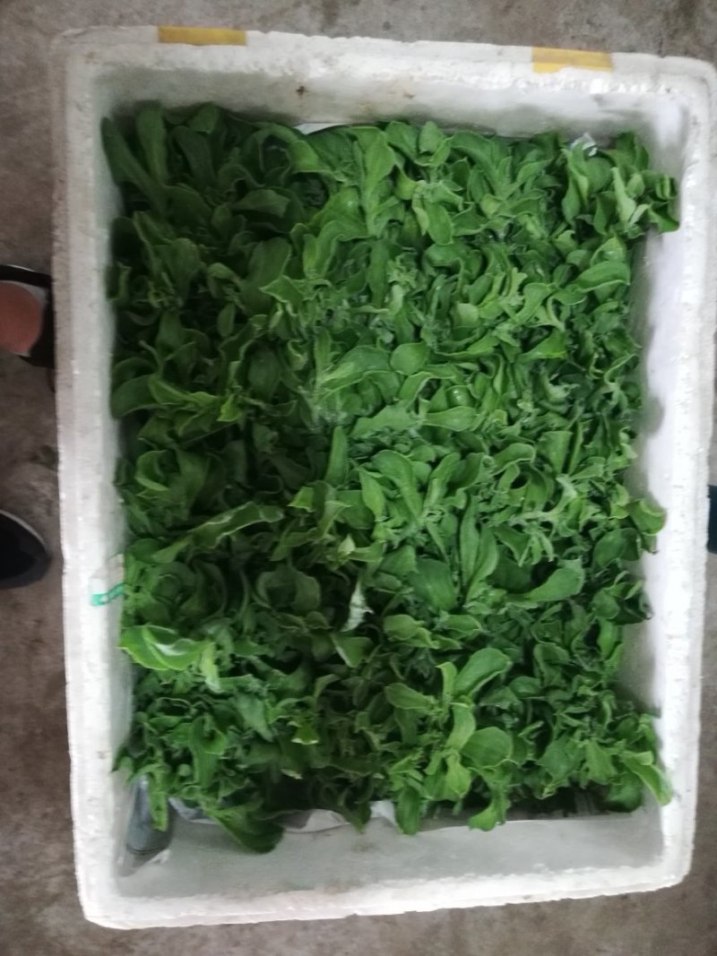 加工厂货源