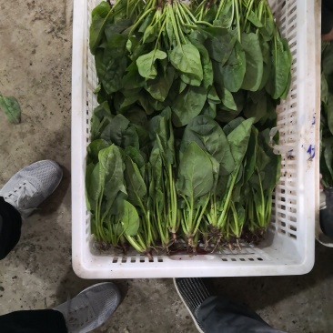 加工厂货源