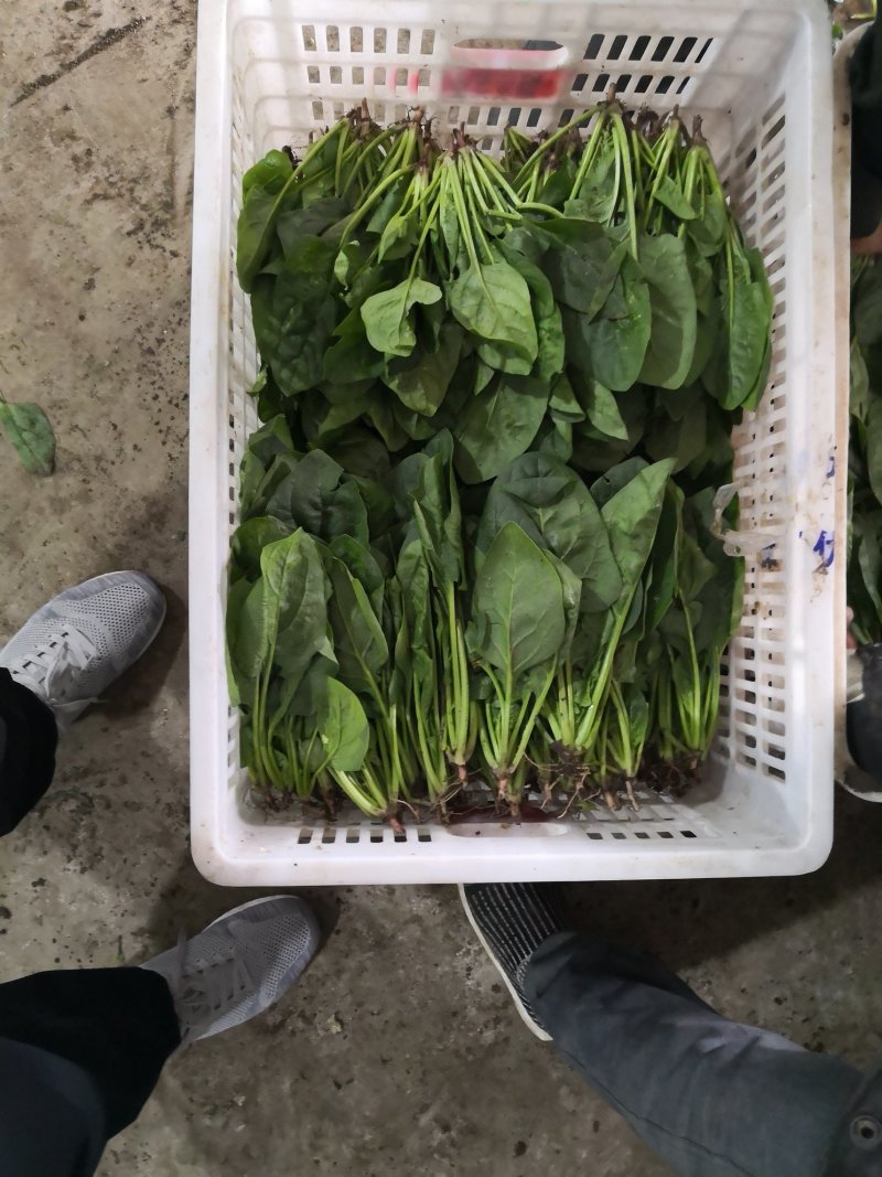 加工厂货源