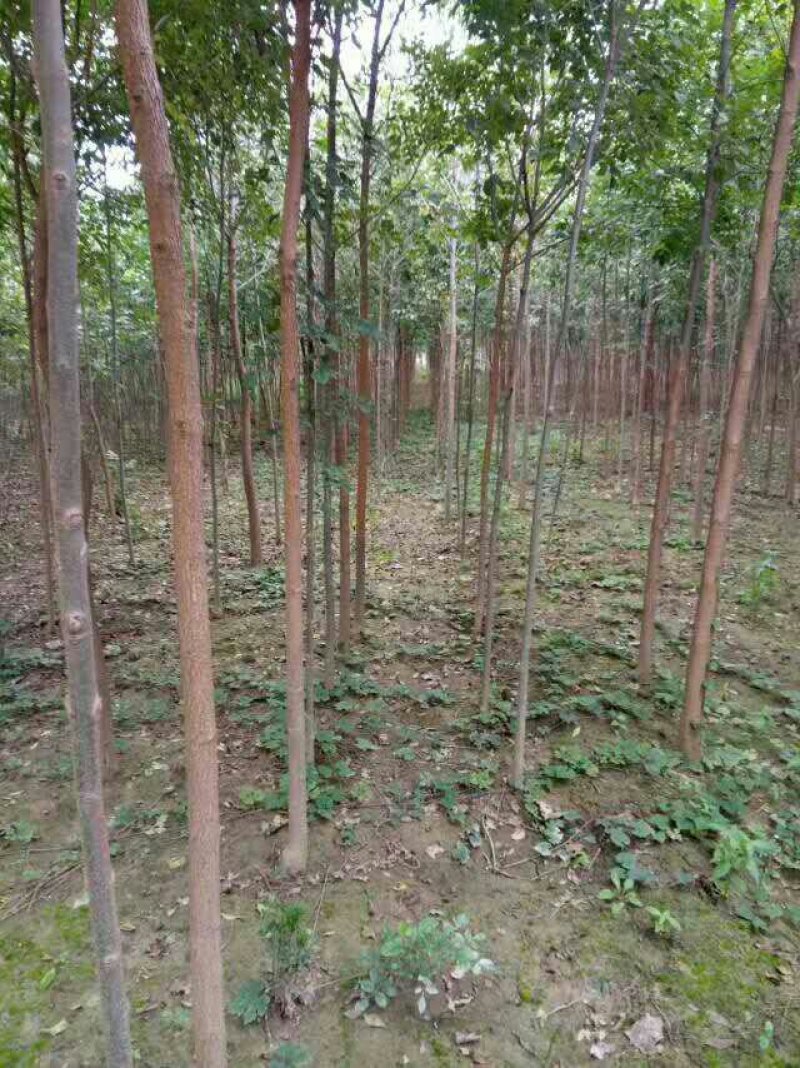 白蜡