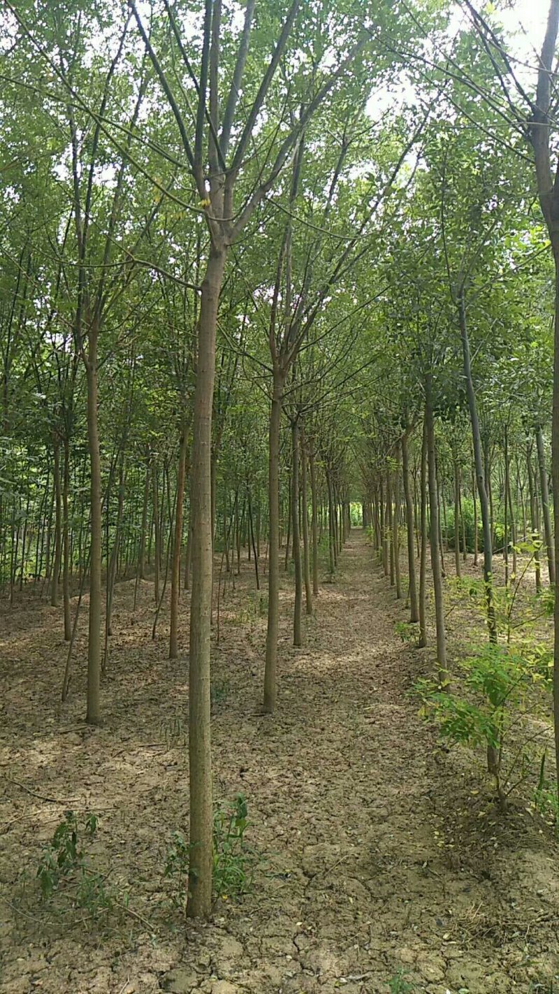 白蜡