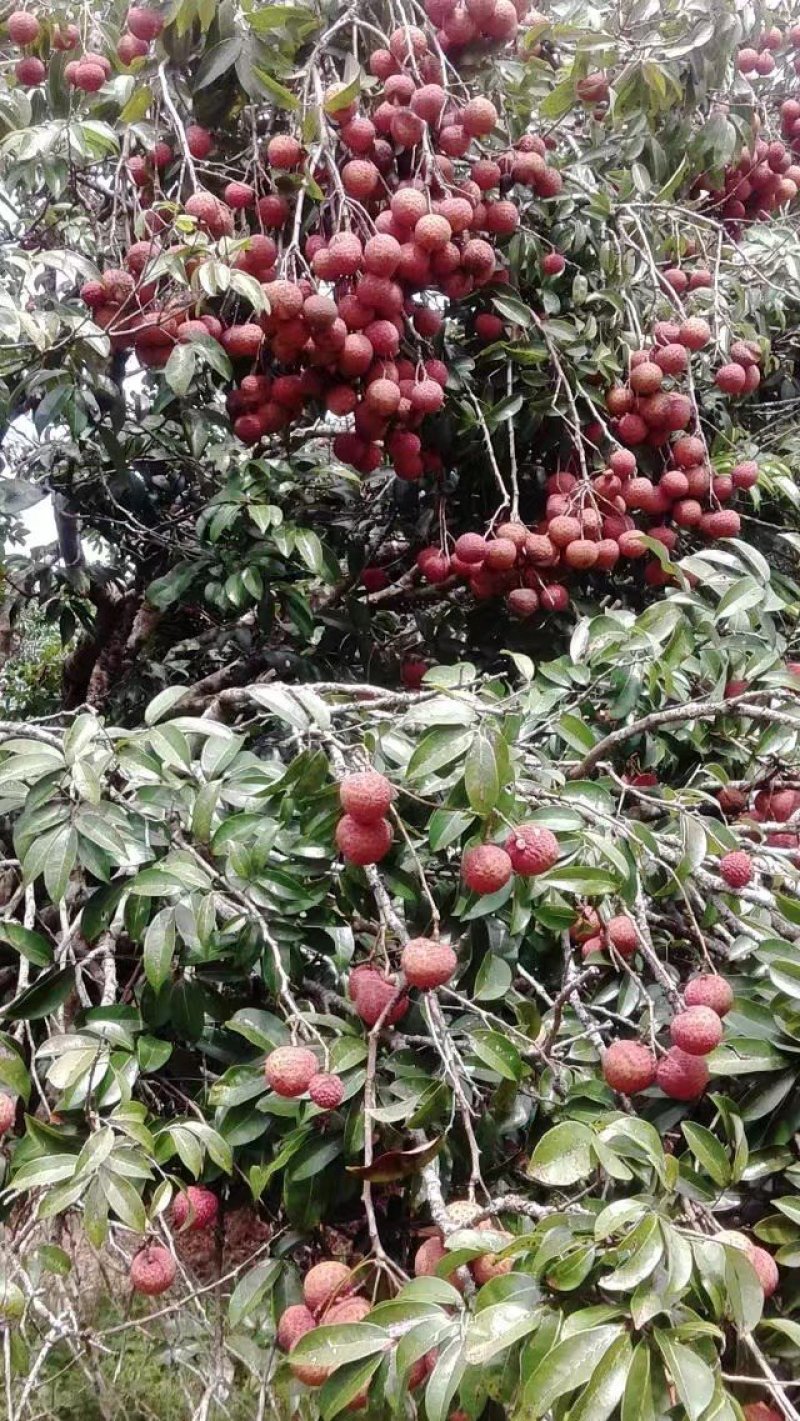 麻垌荔枝干